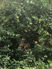 Гостевой дом Сосо_8